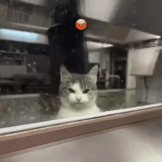 😡 gato, zangado, cozinha, animal de estimação, animal, gato doméstico, meme whatsapp sticker