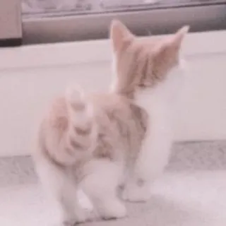 🐈 kot, kociak, zwierzę, zwierzę domowe, zwierzę domowe, słodki telegram sticker