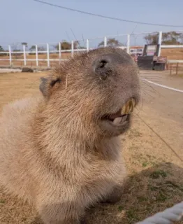 😁 Capybara, rongeur, animal, mignon, mammifère whatsapp sticker