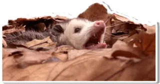 😖 オポッサム, 動物, 哺乳類, 自然, 葉 telegram sticker