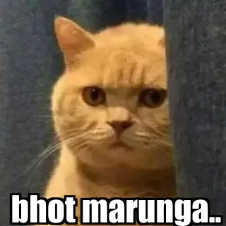 😂 bhot marunga.. chat, en colère, mème, mignon, animal telegram sticker