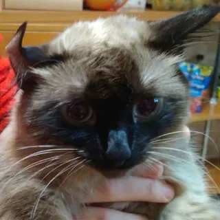 😢 Katze, Tier, Haustier, Siamesische, Kätzchen, Säugetier telegram sticker