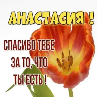 🙏 Anastasia АНАСТАСИЯ!
СПАСИБО ТЕБЕ
ЗА ТО, ЧТО
ТЫ ЕСТЬ! tulipe, fleur, merci, prénom, Anastasia, salutation, russe telegram sticker