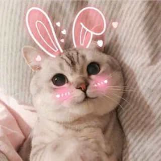 🥺 gato, orelhas de coelho, fofo, kawaii, corações, animal de estimação, animal telegram sticker