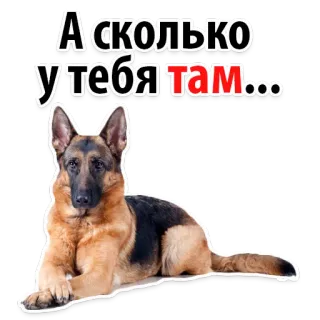 😁 А сколько у тебя там... dog, german shepherd, animal, pet, cute telegram sticker