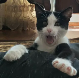 🐈 고양이, 새끼 고양이, 흑백, 반려동물, 애완동물 telegram sticker