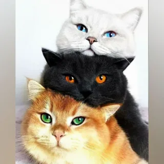 🐈 고양이, 애완 동물, 동물, 고양이 더미, 귀여운, 집고양이 telegram sticker