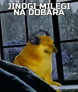 🙂 JINDGI MILEGI NA DOBARA pies, mem, słuchawki, deszcz, samotny, smutny whatsapp sticker