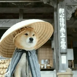 🐾 Hund, Shiba Inu, Hut, Traditionell, Tempel, Asien whatsapp sticker