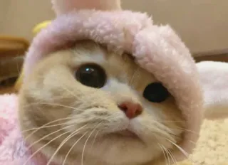 😻 gato, coelho, animal de estimação, animal, fofo, gatinho, orelhas telegram sticker