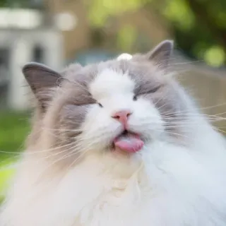 😋 кот, животное, питомец, язык, милый, пушистый telegram sticker
