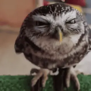 🦉 cú mèo, chim, động vật, dễ thương, thiên nhiên telegram sticker