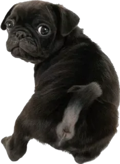 😟 cane, cucciolo, animale domestico, animale, carino, carlino, carlino nero telegram sticker