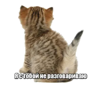 👊 Я с тобой не разговариваю cat, kitten, talking, russian, meme telegram sticker