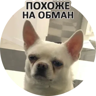 👎 ПОХОЖЕ
НА ОБМАН cane, meme, russo, sospetto, inganno, dubbio whatsapp sticker