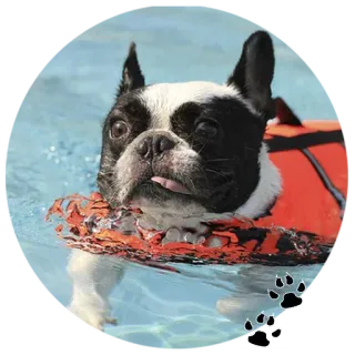 🐶 собака, бостон терьер, плавание, бассейн, спасательный жилет, вода telegram sticker