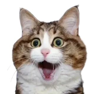 😍 gato, animal, animal de estimação, engraçado, chocado, surpreso, meme telegram sticker