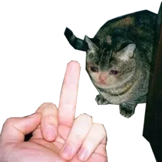 😩 gato, dedo corazón, ofensivo, meme, animal telegram sticker