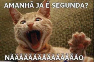 😐 AMANHÃ JA É SEGUNDA?
NÃÃÃÃÃÃÃÃÃÃÃÃÃO кот, понедельник, мем, смешной, животное telegram sticker