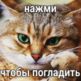 😸 нажми чтобы погладить Katze, süß, Meme, Haustier, Tier, lustig, Klick telegram sticker