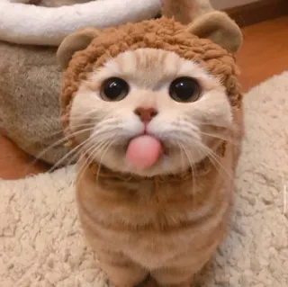 😺 gato, fofo, animal, língua, orelhas, animal de estimação whatsapp sticker
