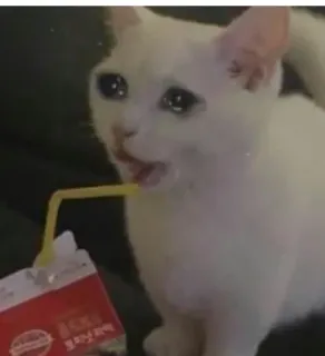 😩 gato, llorando, bebiendo, pajita, leche telegram sticker