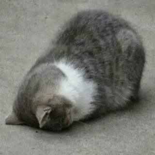 🐈 고양이, 동물, 회색, 자는, 애완 동물, 반려 동물 telegram sticker