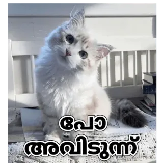 😒 പോ അവിടുന്ന് kat, schattig, dier, kitten, Malayalam telegram sticker