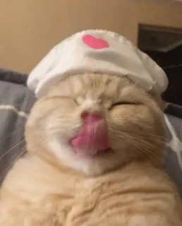 😻 gato, lambendo, coração, fofo, animal telegram sticker