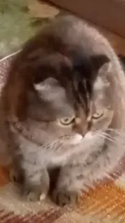 🤨 gato, animal, animal de estimação, felino, gato doméstico, fofo telegram sticker