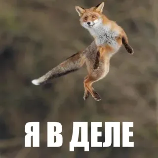 🙂 Я В ДЕЛЕ fox, animal, meme, russian, humor telegram sticker