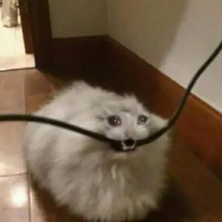 😢 chat, câble, drôle, mème, mignon, animal de compagnie, animal telegram sticker