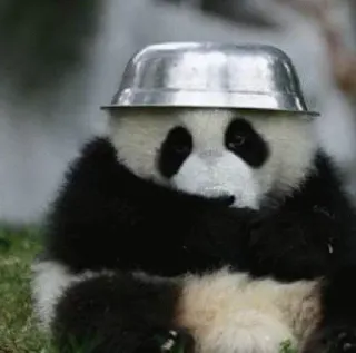 😩 Panda, Animal, Fofo, Tigela, Engraçado, Chapéu, Urso telegram sticker