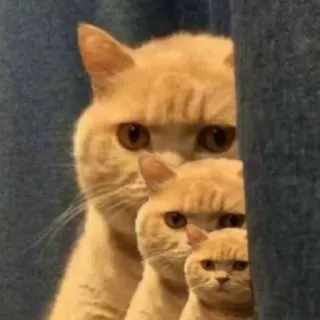 😐 Katze, lustig, Meme, Tiere, Katzen, süß telegram sticker