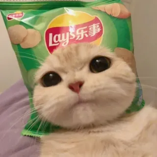 😒 Lay's 乐事 cat, chips, lays, animal, pet, food telegram sticker