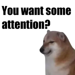 🐶 You want some attention? doge, 개, 밈, 관심, 인터넷 밈, 웃긴 telegram sticker