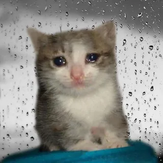 😭 kot, kociak, smutny, płacz, deszcz, zwierzę domowe, zwierzę telegram sticker