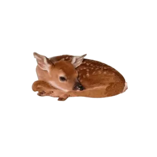 💛 กวาง, ลูกกวาง, สัตว์, น่ารัก, สัตว์ป่า telegram sticker