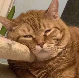 😴 cat, ginger cat, pet, animal, domestic animal, feline, orange tabby whatsapp sticker