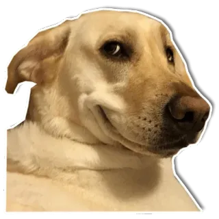 😏 dog, labrador, animal, smirk, funny, meme whatsapp sticker