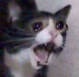 😭 cat, crying, meme, sad, animal, pet, distressed, emotional whatsapp sticker