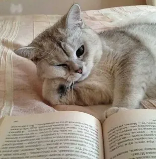 🐾 gato, leyendo, libro, animal, mascota, animal doméstico telegram sticker
