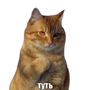 🔅 туть mèo, cam, tự mãn, vui nhộn telegram sticker