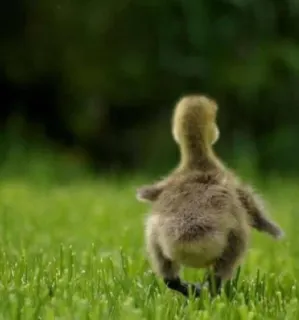 🌟 patito, cría, naturaleza, lindo, césped, pájaro, cría de ganso telegram sticker