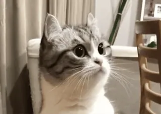 😶 고양이, 동물, 애완동물, 귀여운, 가정, 고양이과, 포유류 telegram sticker