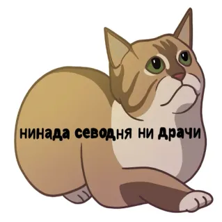 😈 НИНАДА СЕВОДНЯ НИ ДРАЧИ кот, мем, русский, смешной, животное telegram sticker