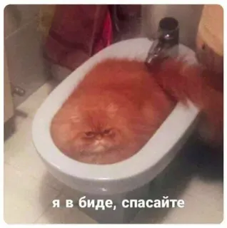 😣 я в биде, спасайте kat, bidet, grappig, meme, dier telegram sticker