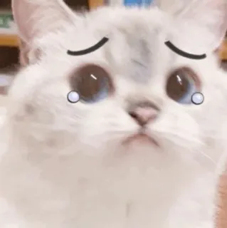 🌧 gatto, carino, triste, animale, lacrime, animale domestico, animale domestico telegram sticker