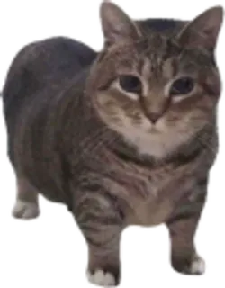 🐈 แมว, สัตว์, สัตว์เลี้ยง, แมวบ้าน, สัตว์เลี้ยงลูกด้วยนม, สัตว์ตระกูลแมว telegram sticker