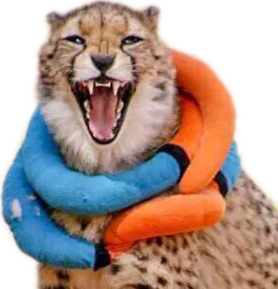 🛀 cheetah, animal, wildlife, cat, zoo whatsapp sticker